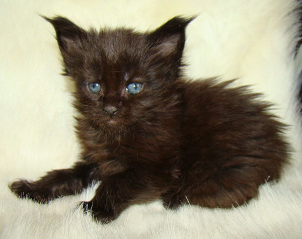     Catsvill County!   !    !       !!!    Catsvill County +7-926-544-74-09     .   ,   ,   ,    ,   ,  ,     ,   -,    ,   !
